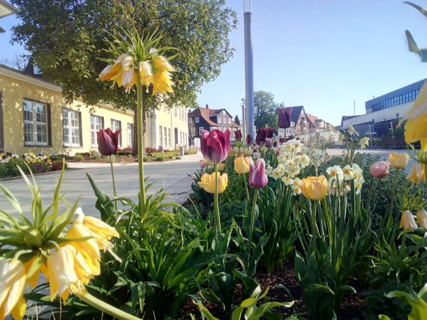 Blumenbeet vor Haus Kassel in Bad Nenndorf