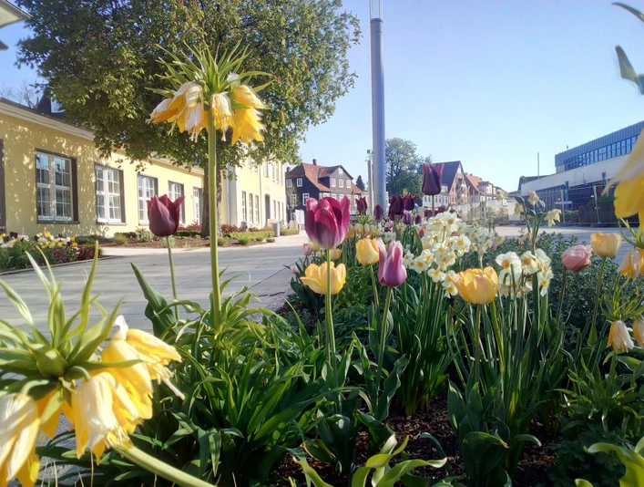 Blumenbeet vor Haus Kassel in Bad Nenndorf