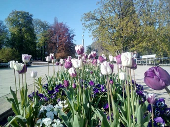 Kurpromenade Bad Nenndorf mit Tulpenbeet