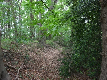 Bokeler Burg Ein schmaler, mit Laub bedeckter Pfad schlängelt sich durch einen dichten Wald aus hohen Bäumen. Grünes Laub überdacht den Weg, Schatten spielen am Boden, während die Natur eine ruhige Kulisse bildet.