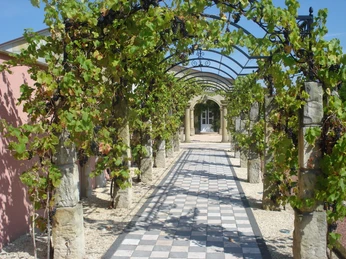 Natursteingarten Dubiel Ein lauschiger Weg unter einer Pergola aus Weinreben, mit elegant gefliesten Steinplatten und Sonnenlicht.