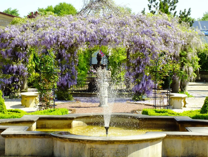 Ein kunstvoller, von Blüten umrahmter Gartenbrunnen, umgeben von prächtigen lila Wisteria-Blütenranken.