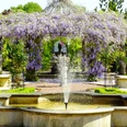 Natursteingarten Dubiel Ein kunstvoller, von Blüten umrahmter Gartenbrunnen, umgeben von prächtigen lila Wisteria-Blütenranken.