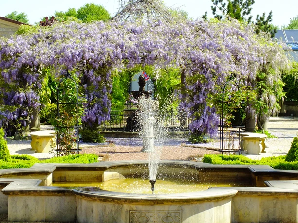 Natursteingarten Dubiel Ein kunstvoller, von Blüten umrahmter Gartenbrunnen, umgeben von prächtigen lila Wisteria-Blütenranken.