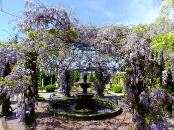 Ein romantischer Garten mit lilafarbenen Glyzinien, die elegant über einem schmiedeeisernen Brunnen ranken.