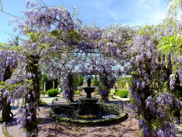 Natursteingarten Dubiel Ein romantischer Garten mit lilafarbenen Glyzinien, die elegant über einem schmiedeeisernen Brunnen ranken.