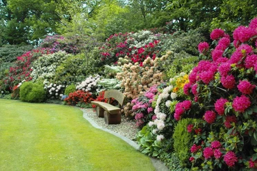 Rhodo-Garten Eine üppige Wand aus bunt blühenden Rhododendren umrahmt eine idyllische Bank in einem grünen Garten.