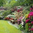 Rhodo-Garten Eine üppige Wand aus bunt blühenden Rhododendren umrahmt eine idyllische Bank in einem grünen Garten.