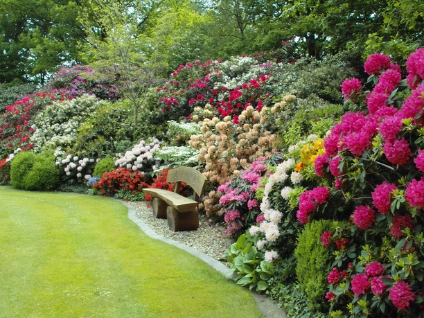 Rhodo-Garten Eine üppige Wand aus bunt blühenden Rhododendren umrahmt eine idyllische Bank in einem grünen Garten.