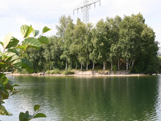 Almsee Auf dem Bild ist ein ruhiger See mit klarem Wasser zu sehen. Im Hintergrund erheben sich hohe, grüne Bäume auf einer Halbinsel. Links im Bild ragt ein Blattzweig ins Bild, was dem Foto Tiefe verleiht.