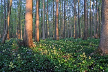 Mansholter Holz Sonnendurchfluteter Laubwald mit hohen, schlanken Bäumen, deren Stämme von warmem Licht durchflutet sind. Der Waldboden ist mit einem Teppich aus frischem Grün und vereinzelt blühenden Blumen bedeckt."