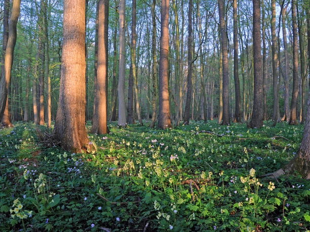 Mansholter Holz Sonnendurchfluteter Laubwald mit hohen, schlanken Bäumen, deren Stämme von warmem Licht durchflutet sind. Der Waldboden ist mit einem Teppich aus frischem Grün und vereinzelt blühenden Blumen bedeckt."
