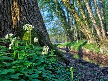 Mansholter Holz Vor einem Baum mit Moos am Stamm wachsen weiße Wildblumen, am Ufer eines stillen Bachlaufs.