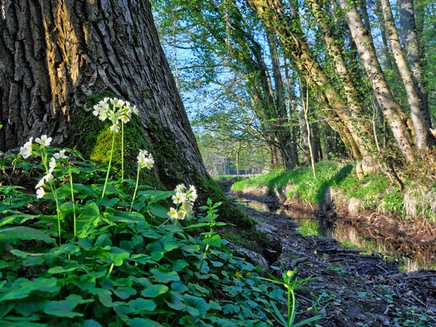 Mansholter Holz Vor einem Baum mit Moos am Stamm wachsen weiße Wildblumen, am Ufer eines stillen Bachlaufs.