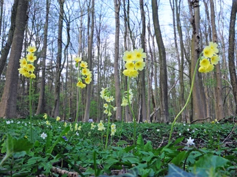 Mansholter Holz Im dichten Wald des Mansholter Holzes stehen leuchtend gelbe Schlüsselblumen, umgeben von frischem Grün.