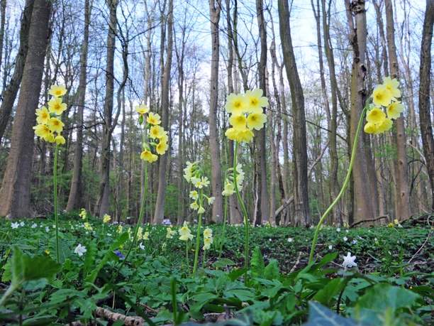 Mansholter Holz Im dichten Wald des Mansholter Holzes stehen leuchtend gelbe Schlüsselblumen, umgeben von frischem Grün.