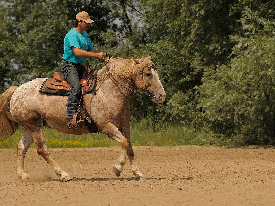 Westernreiten Ein Reiter mit blauem Shirt kontrolliert sein Pferd in vollem Galopp über eine sandige Fläche.