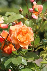 Schades Garten Orangefarbene Rosenblüte in Nahaufnahme, umgeben von grünen Blättern und weiteren Knospen.