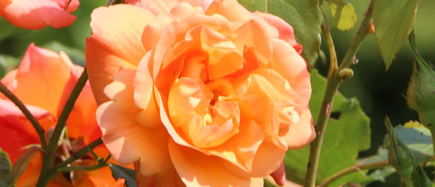 Schades Garten Orangefarbene Rosenblüte in Nahaufnahme, umgeben von grünen Blättern und weiteren Knospen.
