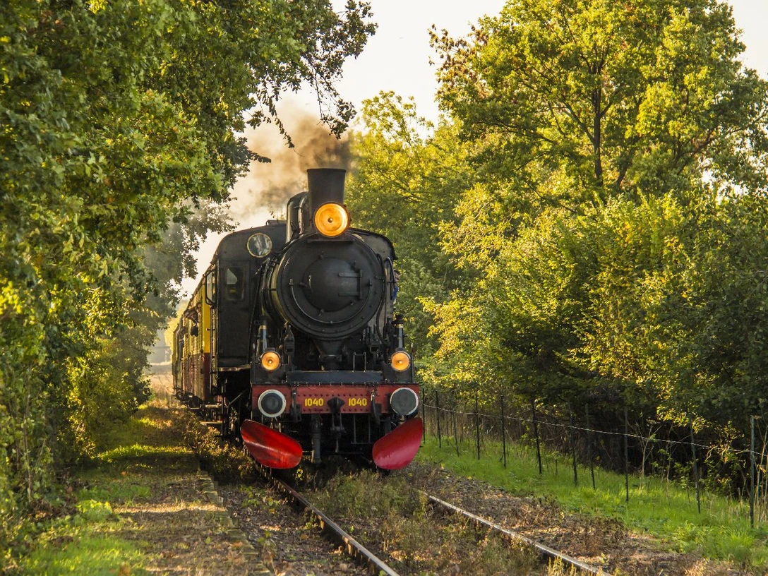 De Miljoenenlijn-stoomtrein-eys-wittem-herfst Eine historische Lok fährt auf einem Gleis durch dichte Bäume in der Abendsonne hindurch.