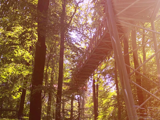 Baumwipfelpfad Bad Iburg Ein Baumkronenpfad zwischen hohen Bäumen bei Sonnenlicht in einem grünen Wald.