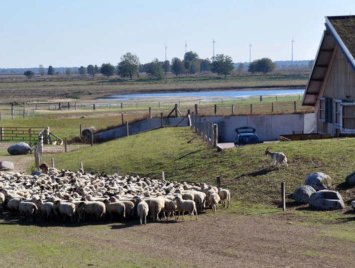 Schaapskooi Bargerveen