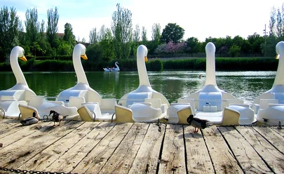 Hinter einem Holzsteg, auf dem drei Enten sitzen, stehen mehrere Tretboote in Form von Schwänen auf einem kleinen See.