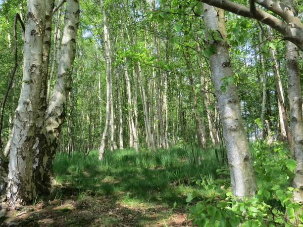 Moorbirken an der Kieskuhle Roggenmoor Moorbirken stehen dicht nebeneinander, ihre weißen Stämme leuchten vor einem dichten, grünen Blätterdach.