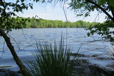 Idyllische Kieskuhle Roggenmoor Ein ruhiger See mit sanften Wellen, umgeben von grünem Laub und Schilfgras im Vordergrund.