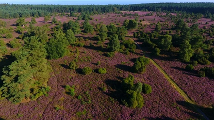 Luftbildaufnahme Rehrhofer Heide Luftbild der violett blühenden Rehrhofer Heide mit grünen Wacholderbüschen und Waldrand im Hintergrund.