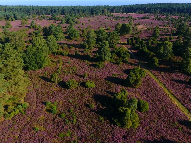Luftbildaufnahme Rehrhofer Heide Luftbild der violett blühenden Rehrhofer Heide mit grünen Wacholderbüschen und Waldrand im Hintergrund.