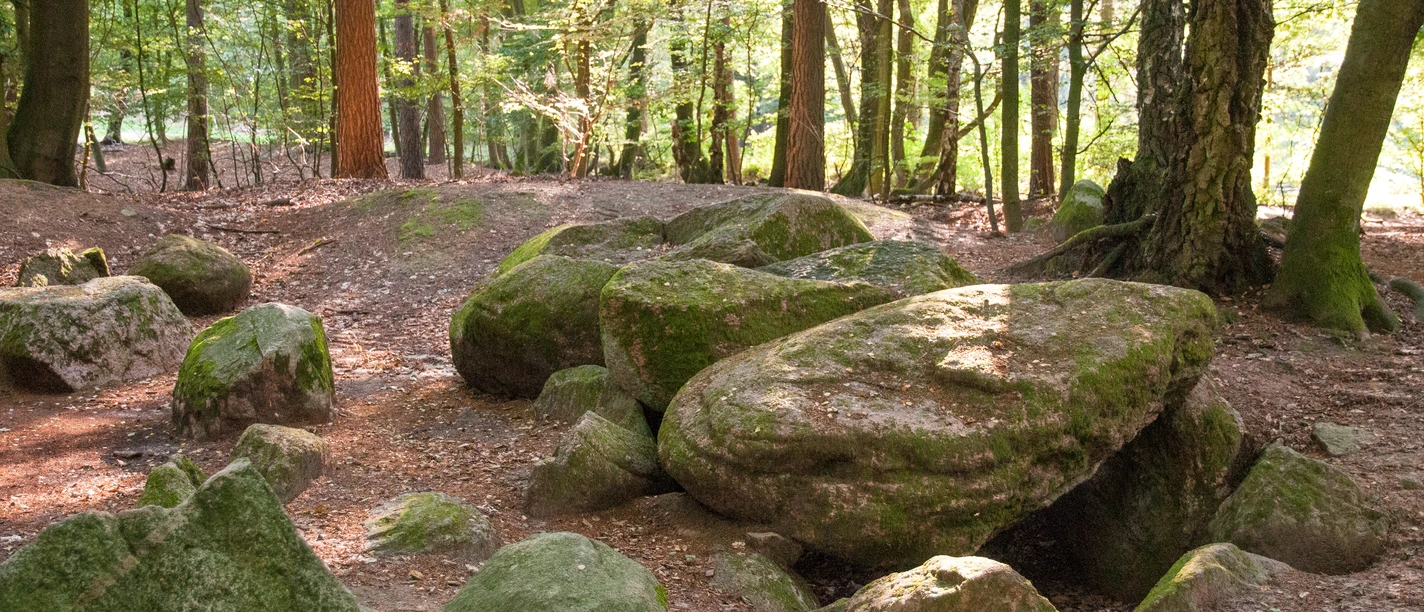 Steingrab Große, moosbedeckte Findlinge eines historischen Steingrabes liegen in einem sonnigen Waldstück.