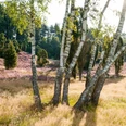 Marxener Paradies Eine Gruppe von Birken steht im Vordergrund einer sonnigen Heidelandschaft mit blühendem Heidekraut.
