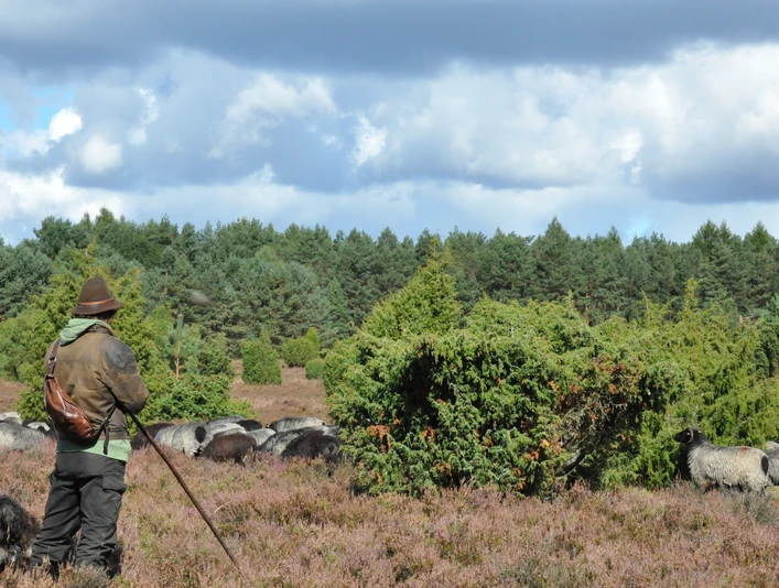 Schäfer Rebre mit seiner Herde Ein Schäfer, in traditionellem Outfit mit Hut und Stock, steht mit seinem Hund vor einer großen Schafherde auf einer weiten Heide, umgeben von dichtem Wald unter dramatischem Himmel.