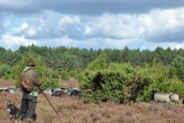 Schäfer Rebre mit seiner Herde Ein Schäfer, in traditionellem Outfit mit Hut und Stock, steht mit seinem Hund vor einer großen Schafherde auf einer weiten Heide, umgeben von dichtem Wald unter dramatischem Himmel.