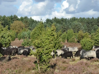 Heidschnuckenherde Auf der Heidefläche steht eine große Herde von Heidschnucken, umgeben von dichtem Kiefernwald und bewölktem Himmel.