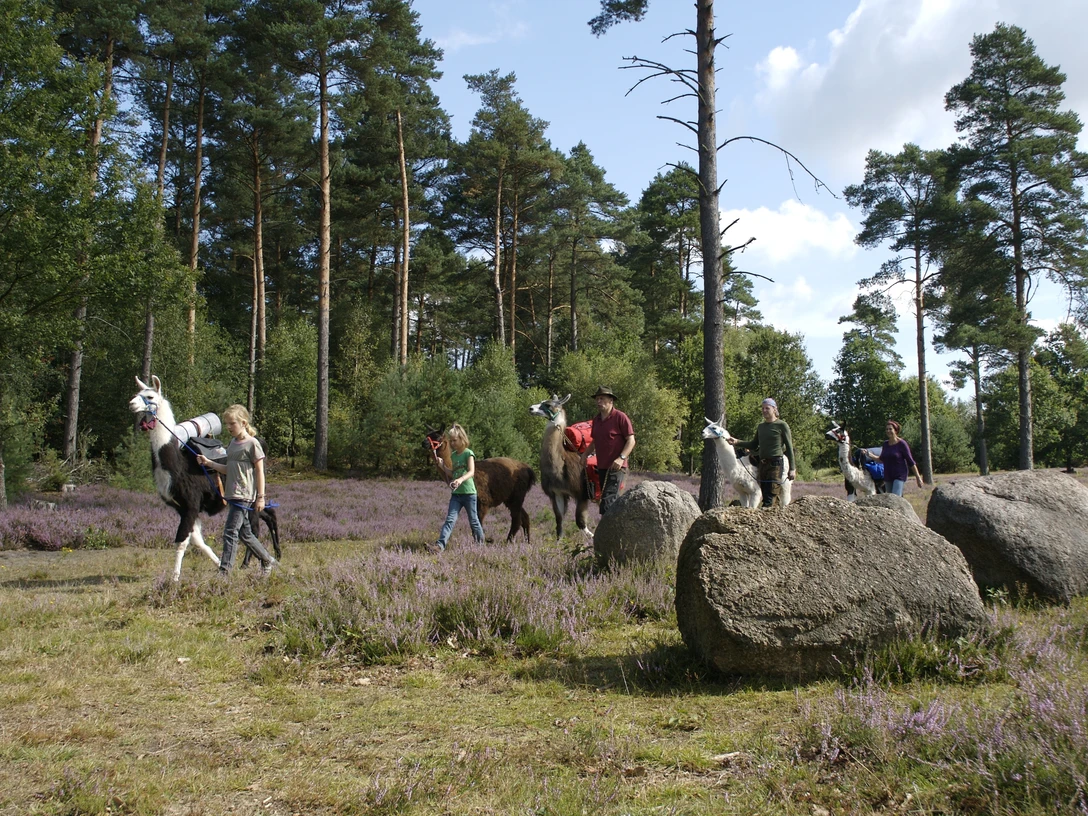 Wanderung mit Lamas