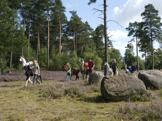 Wanderung mit Lamas