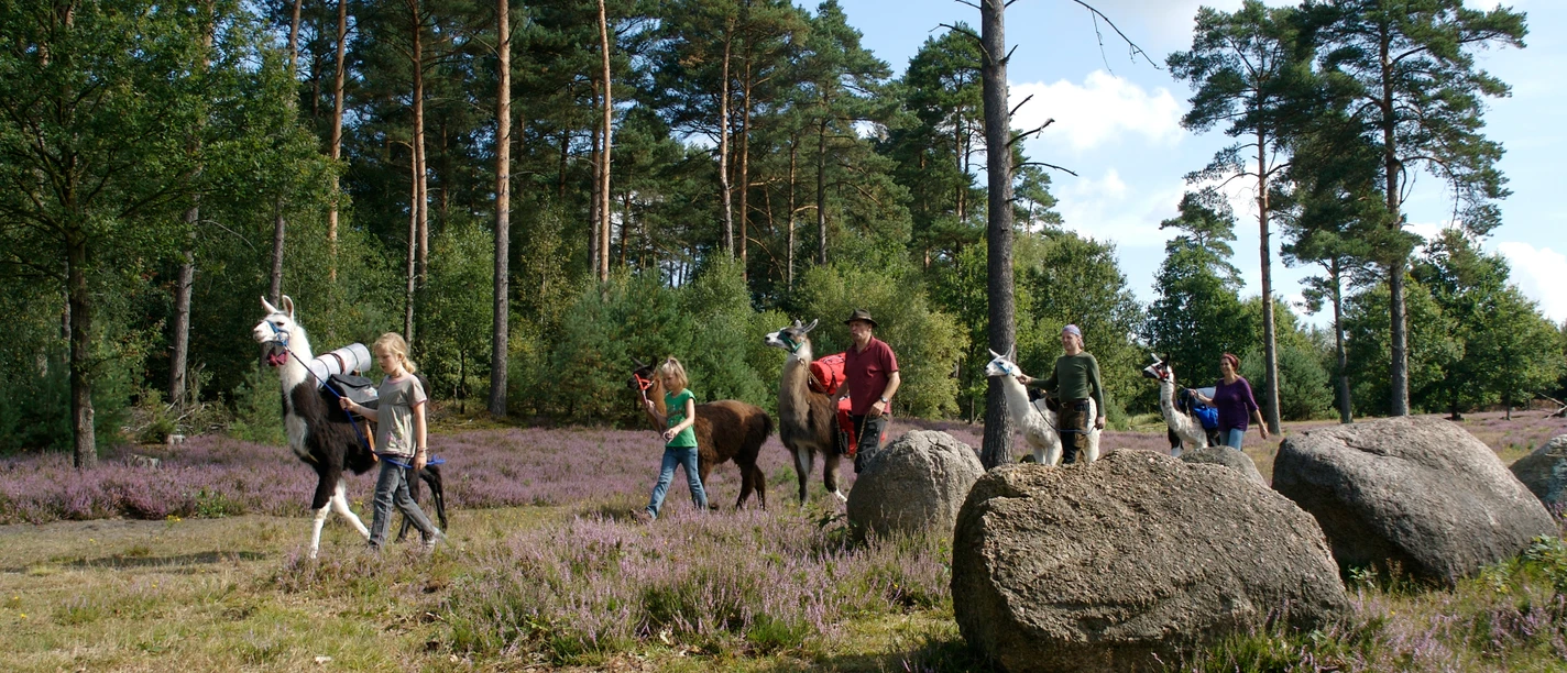 Wanderung mit Lamas Eine Wandergruppe führt bepackte Lamas bei Sonnenschein durch die blühende Lüneburger Heide.
