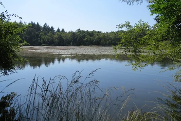 Drakampsee mit Seerosen Auf dem Bild ist der Drakampsee zu sehen, gesäumt von Bäumen, mit Seerosen auf der Wasseroberfläche.