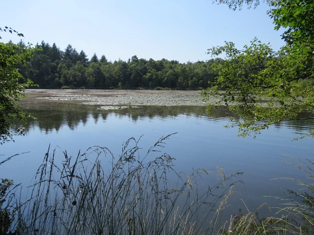 Drakampsee mit Seerosen Auf dem Bild ist der Drakampsee zu sehen, gesäumt von Bäumen, mit Seerosen auf der Wasseroberfläche.