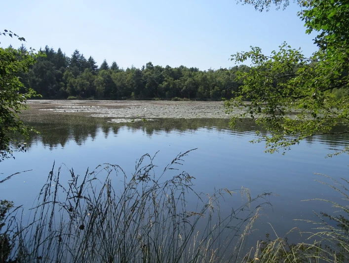 Drakampsee mit Seerosen Auf dem Bild ist der Drakampsee zu sehen, gesäumt von Bäumen, mit Seerosen auf der Wasseroberfläche.
