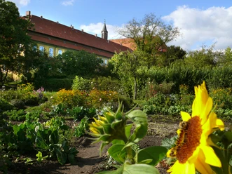 Mariensee monastery garden with magnificent sunflower in the foreground and abbey building in the background.