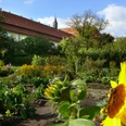 Mariensee monastery garden with magnificent sunflower in the foreground and abbey building in the background.