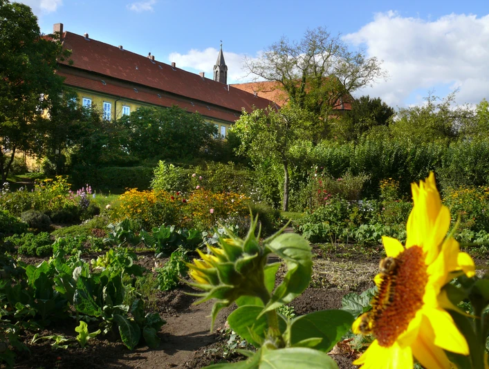 Klostergarten Mariensee mit prächtiger Sonnenblume im Vordergrund und Abteigebäude im Hintergrund.