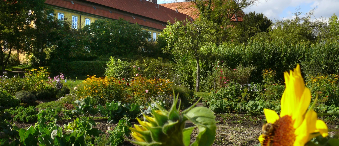 Klostergarten Mariensee Klostergarten Mariensee mit prächtiger Sonnenblume im Vordergrund und Abteigebäude im Hintergrund.