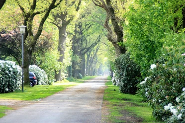 Klauhörn_Eichenalle Die Allee zeichnet sich durch hohe Eichen aus, die auf beiden Seiten einen schattigen Weg säumen und ein Gefühl von Ruhe und Natur vermitteln.
