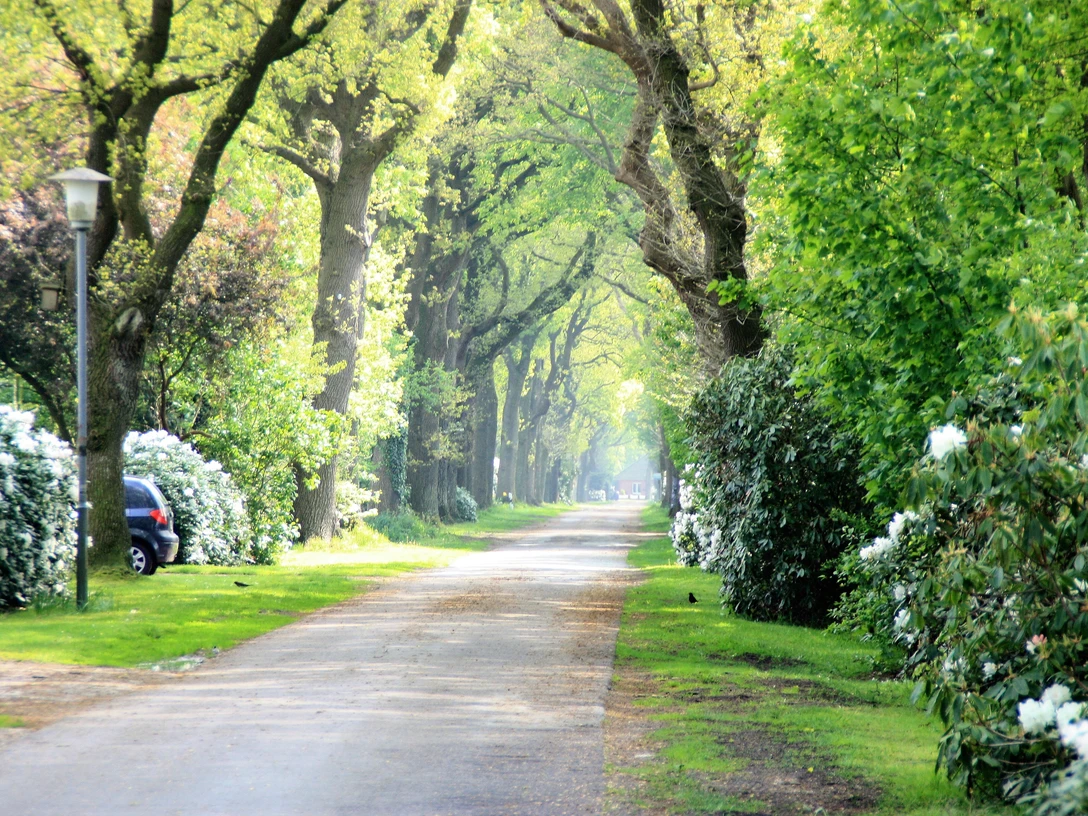 Klauhörn_Eichenalle Die Allee zeichnet sich durch hohe Eichen aus, die auf beiden Seiten einen schattigen Weg säumen und ein Gefühl von Ruhe und Natur vermitteln.
