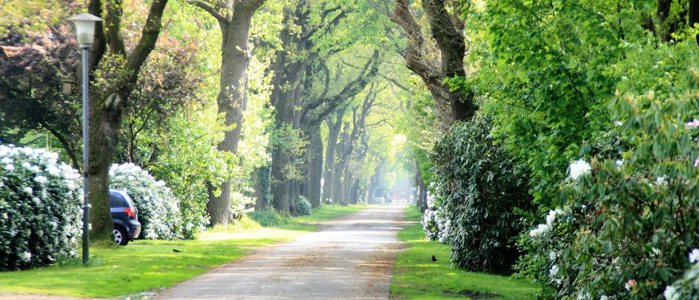 Klauhörn_Eichenalle Die Allee zeichnet sich durch hohe Eichen aus, die auf beiden Seiten einen schattigen Weg säumen und ein Gefühl von Ruhe und Natur vermitteln.