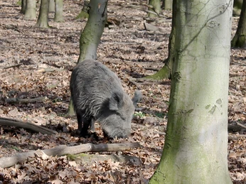 Wildschwein Ein Wildschwein schnüffelt im herbstlichen Laub eines lichtdurchfluteten Waldes.A wild boar sniffs through the autumn leaves of a light-flooded forest.